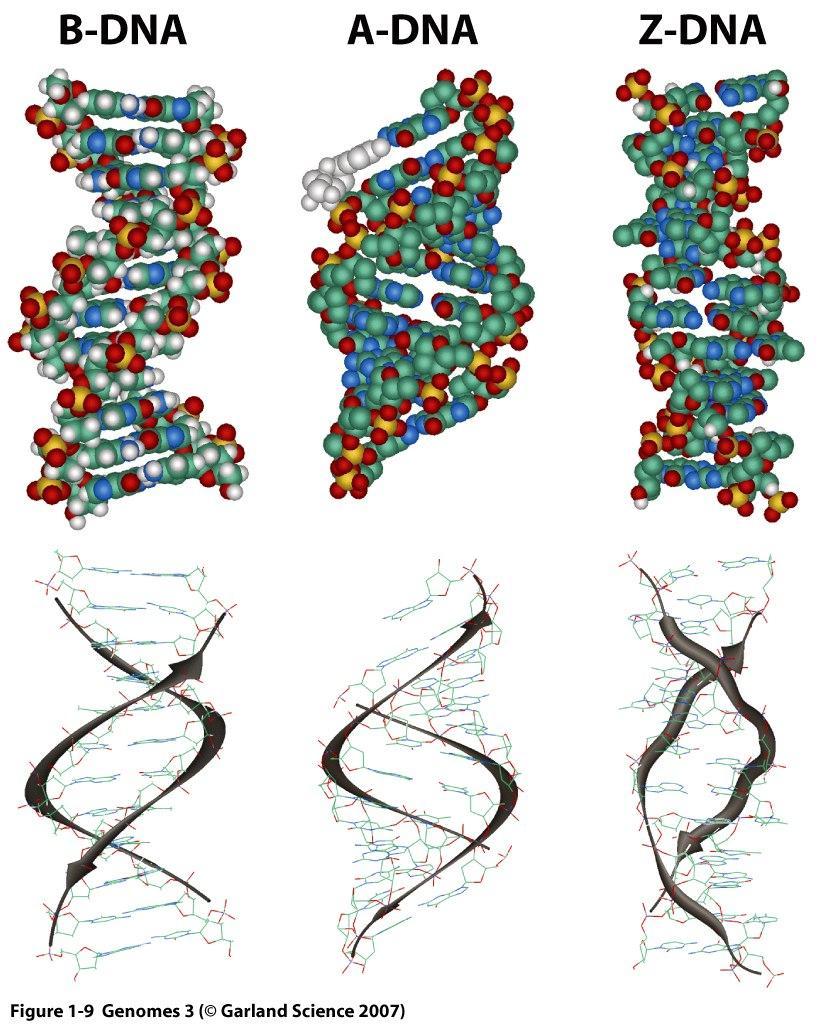 1. Budowa DNA Znana nam podwójna helisa to tak zwane B-DNA, Możliwe są też formy A i Z.