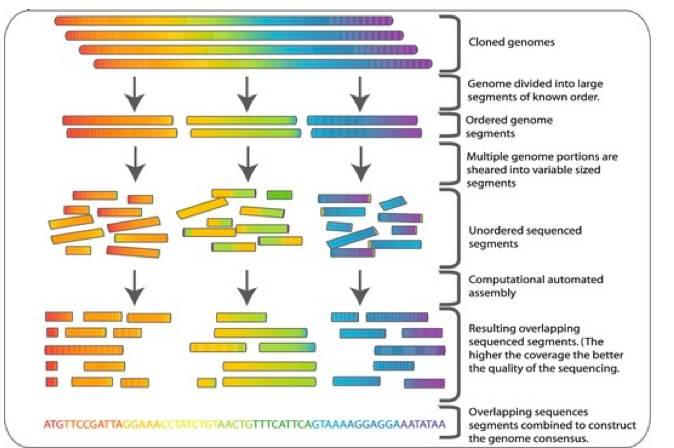 Human Genome Project Technika 1. Rozbicie genomu na fragmenty 150 000 bp. 2. Utworzono z nich BACe (bacterial artifical chromosome) 3.