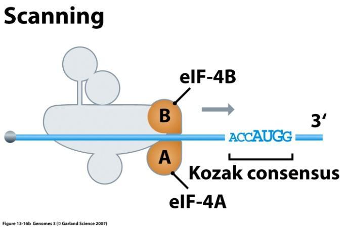 3. Inicjacja translacji (cd.