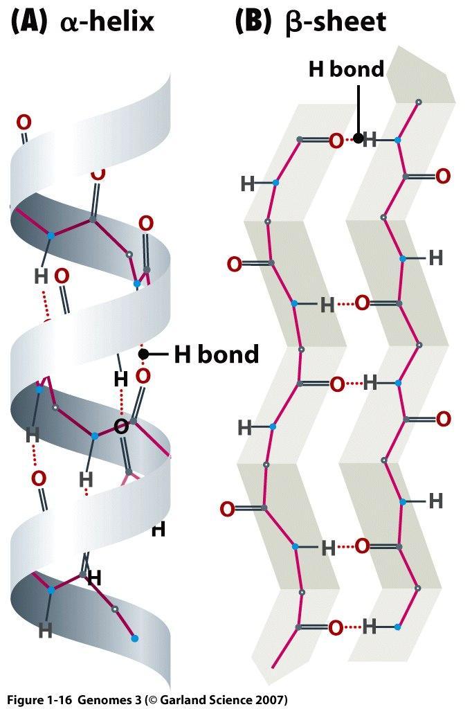 6. Potranslacyjne zmiany polipeptydów - fałdowanie Kolejność aminokwasów to struktura pierwszorzędowa polipeptydu. To ona determinuje strukturę drugo- i trzeciorzędową.