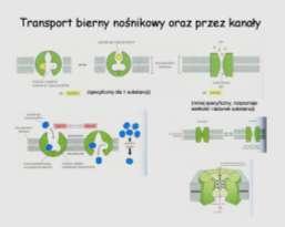 transport prosty (dyfuzja prosta): nie wymaga nośników, dyfundują małe cząsteczki polarne i hydrofobowe 2.