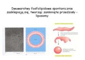 Błona komórkowa GLIKOKALIKS jednorodna warstwa glikoprotein i glikolipidów a - uczestniczy w zjawiskach wzajemnego rozpoznawania się komórek (zjawiska immunologiczne); b - cukrowce jednej komórki