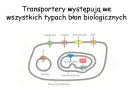 Transport przez błony plazmatyczne Skład chemiczny cytoplazmy różni się od składu płynu zewnątrzkomórkowego STĘŻENIE STĘŻENIE SKŁADNIK