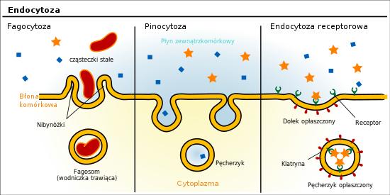 Transport dużych cząsteczek W procesie endocytozy komórka pochłania materiał pochodzący z zewnątrz. W wyniku fagocytozy komórka pochłania duże cząstki.