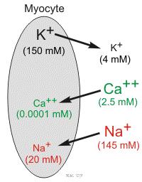 Potencjał równowagowy Nersta U = RT zf ln c 1 c 2 z- wartościowość jonu F-stała Faradaya C