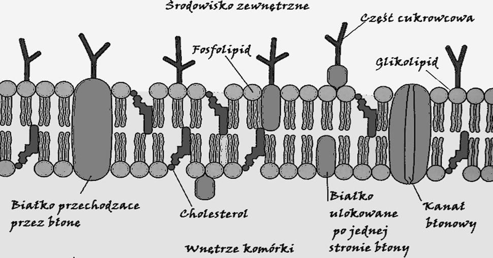 Element kluczowy błona komórkowa Dopiero w latach 70-tych poprzedniego wieku powstał model płynnej mozaiki (Singer i Nicolson) błonę tworzy