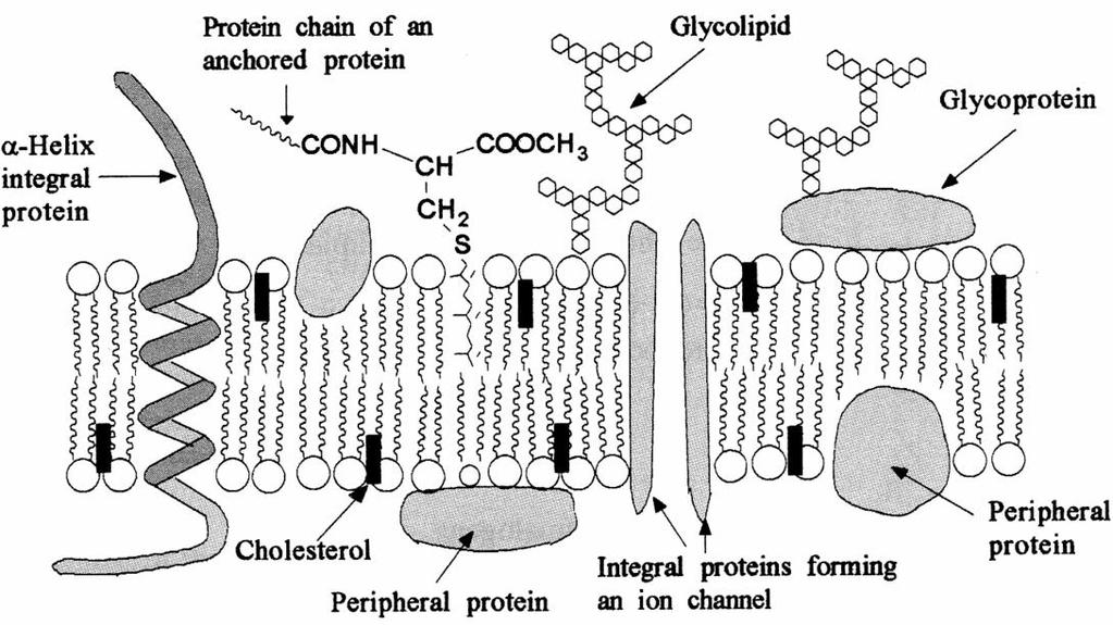 Po co te białka w błonie? Transportują przez błony małe cząstki (np. pompa sodowa). Utrzymują łączność pomiędzy komórkami lub z cytoszkieletem (tzw.