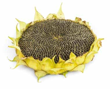FRESH Kapusta pekińska