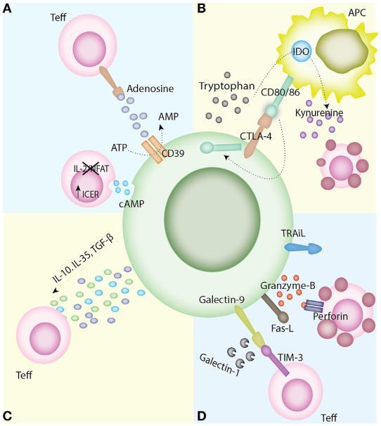 Limfocyty T regulatorowe Liczba limfocytów Treg (CD4 + CD25 + FOXP3 + ) w czasie ciąży zwiększa się w doczesnej i w krwi już po I trymestrze.