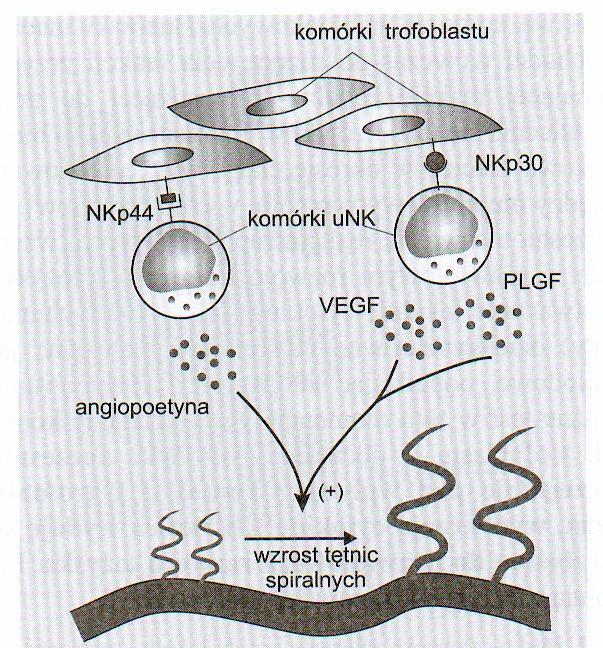 Komórki unk Komórki unk wytwarzają VEGF-C (czynnik wzrostu śródbłonka typu C), PLGF (czynnik wzrostu łożyska), angiopoetynę 2, LIF i szereg chemokin.