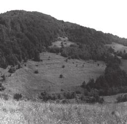 Ryc. 2. Granica rolno-leśna schodząca w dolinę potoku Bartne Fig. 2. The border-line between forest and agricultural land descending into the Bartne stream valley domów i domków letniskowych.