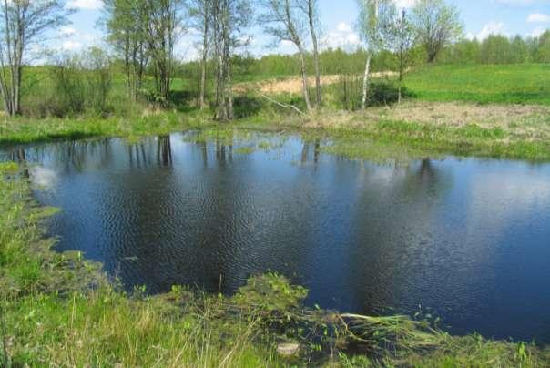 , traszka zwyczajna - 6 larw, żaby brunatne - liczne kijanki, grzebiuszka ziemna - 6