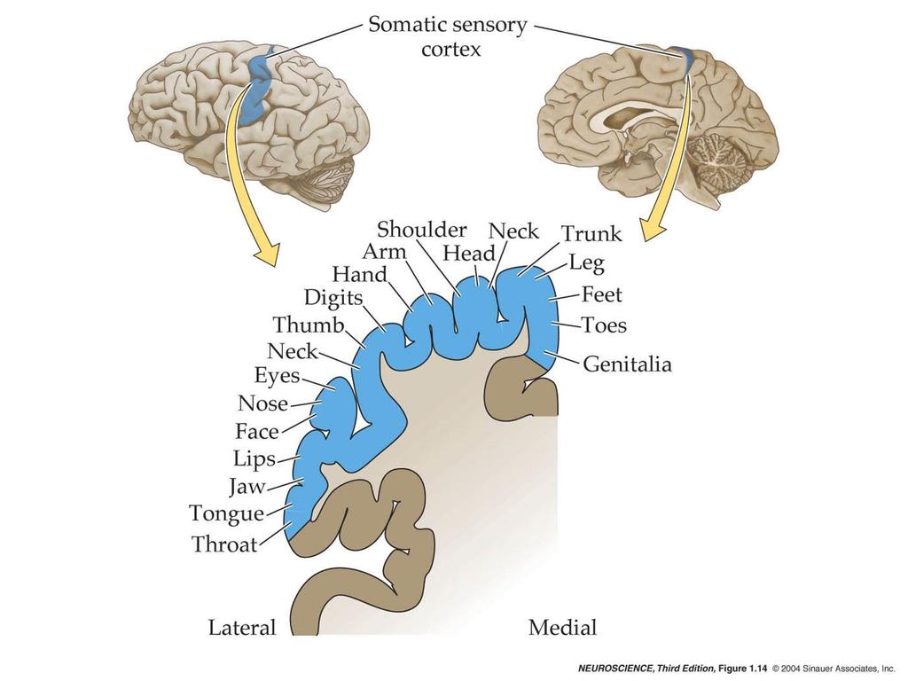 1.14 Somatotopic