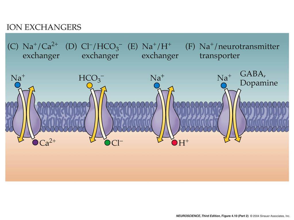 Ważniejsze transportery/wymieniacze jonowe Wymieniacz 1Ca ++ - 1Na + Wymieniacz 1Cl - - 1Na +