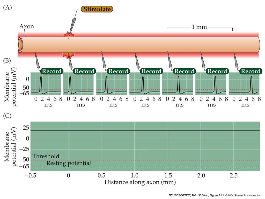 3.11 Propagation of an action potential.