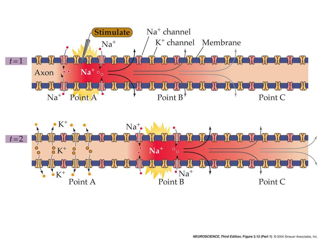 3.12 Action potential conduction requires