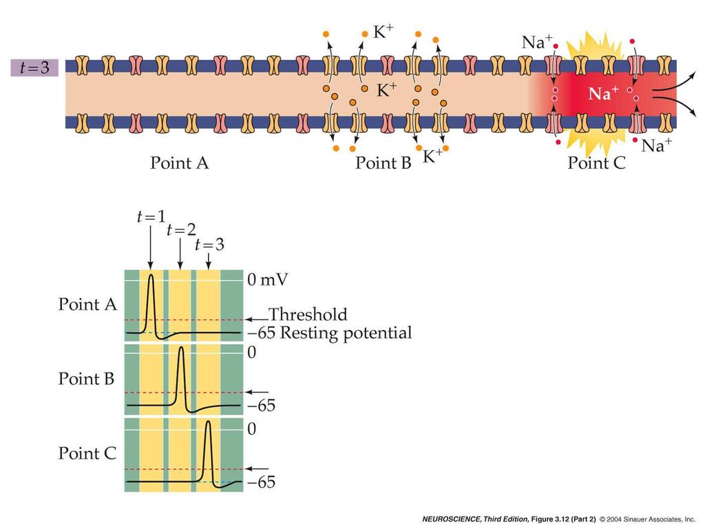 3.12 Action potential conduction requires