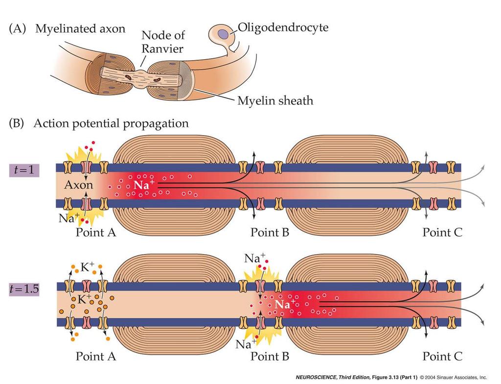 3.13 Saltatory action potential