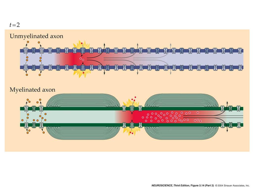 3.14 Speed of action potential conduction