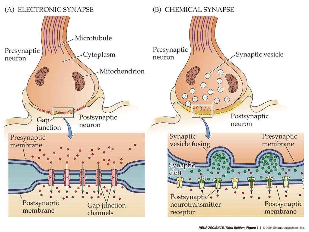 5.1 Electrical and chemical synapses differ