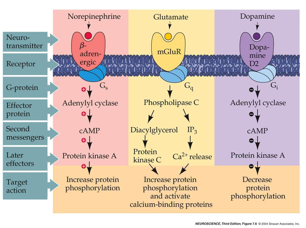 7.6 Effector pathways associated