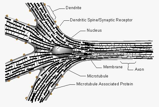 Mikrotubule