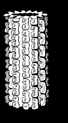Hameroff i