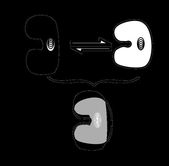 localization) within a hydrophobic pocket is coupled to protein conformation.