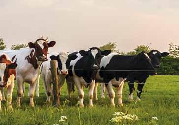 Program żywienia bydła Pasze treściwe dla krów mlecznych 17 Linia pasz OPTIMA to zestaw produktów przeznaczonych dla krów mlecznych i jałowizny.