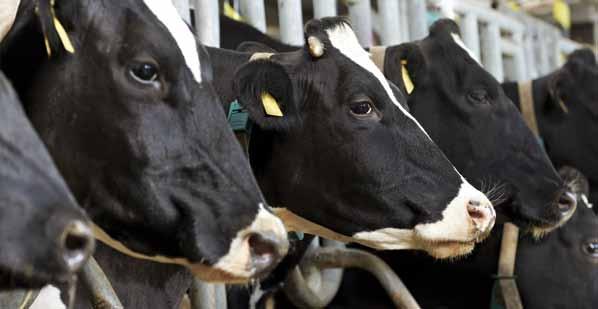 20 Program żywienia bydła Koncentraty dla krów mlecznych to trzy wysokiej jakości mieszanki paszowe uzupełniające o dużej zawartości białka ogólnego.