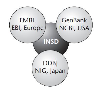 Bazy danych biologicznych INSD International Nucleotide Sequence Database (1986/1987) Współpraca między EMBL,