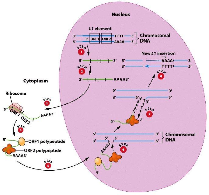 Tªo biologiczne Transpozycja RNA Andrzej Chodor (MIM