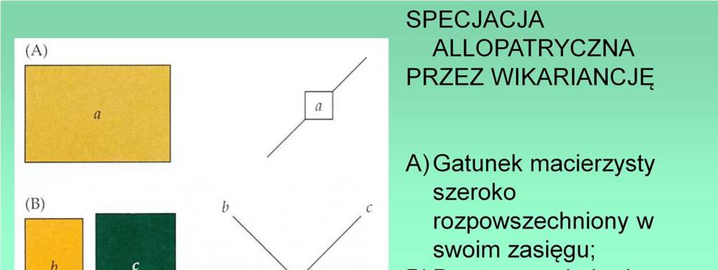 Specjacja w obszarach geogrzficznie izolowanych
