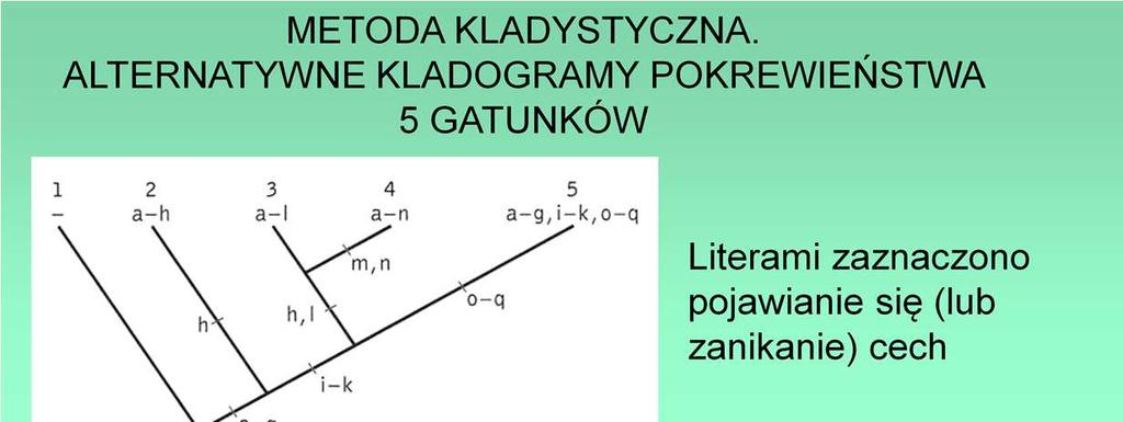 Analiza kladystyczna zwykle