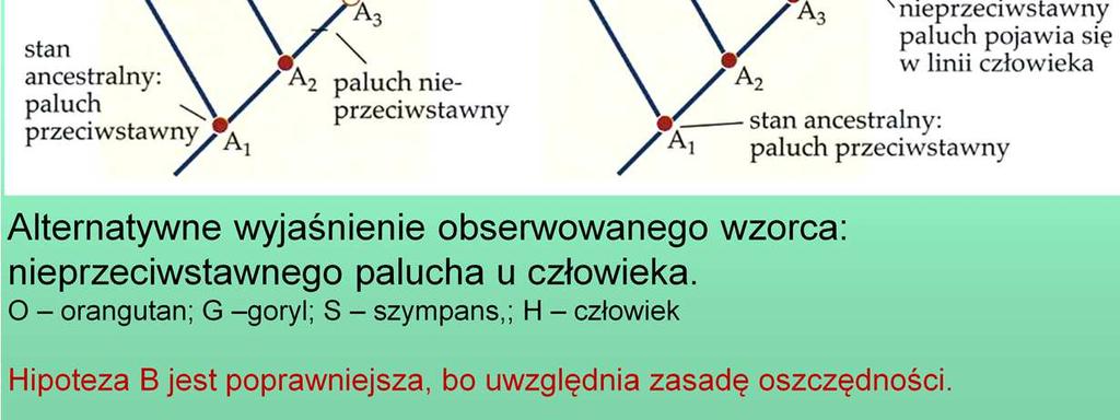 (oszczędności) założenie, że w historii