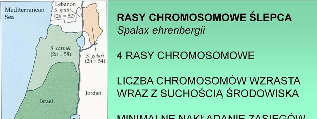 Rasy się zastępują bez