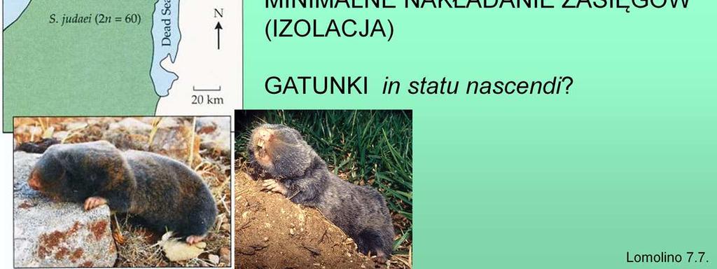 Brak przepływu genów,
