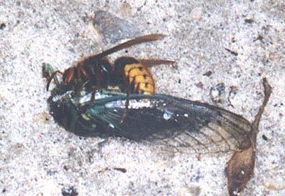 Drapieżnik Poluje na owady, gł. muchówki (90%).