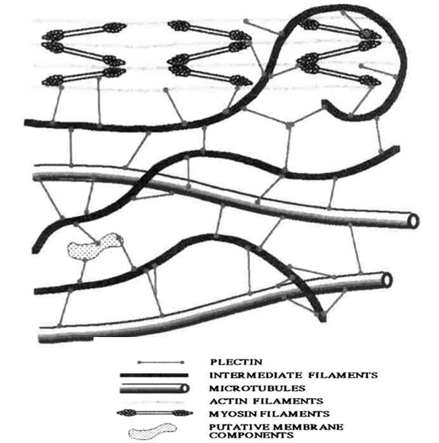 Białka wiąŝące filamenty pośrednie Plakiny plektyna