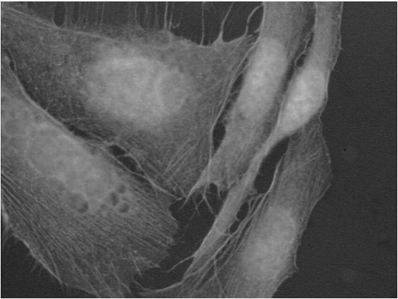 Filamenty aktynowe komórki CHO (Chinese hamster ovary