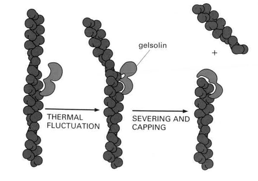 Białka wiąŝące aktynę (ABP -actin binding protein) białka wiąŝące monomery (profilina, tymozyna) białka czapeczkujące białka tnące białka