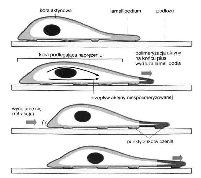 filamencie aktynowym cykl skurczowy około