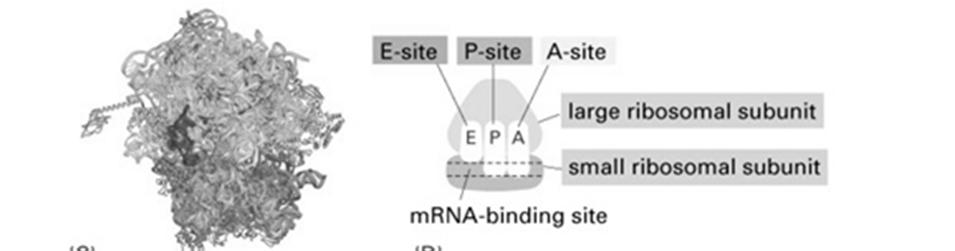 Rybosomy-biosynteza białka Translacja składa się z czterech faz: Film 1 aktywacja (aminokwas + trna = aminoacylo- trna) inicjacja (mała podjednostka rybosomu do5 mrna + duza