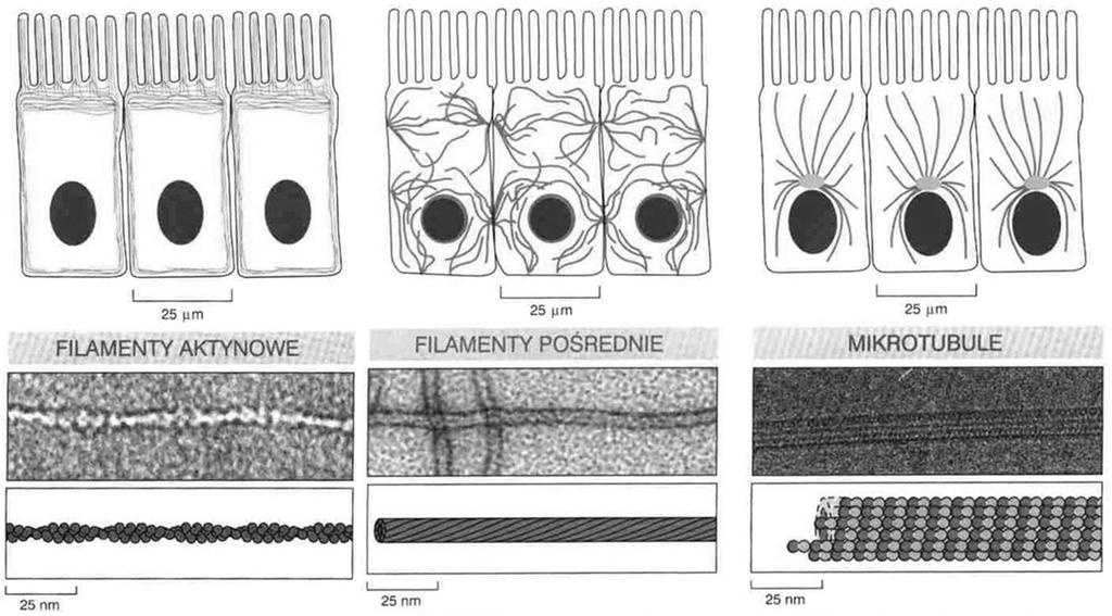 CYTOSZKIELET 7nm 10nm 25nm Filamenty pośrednie