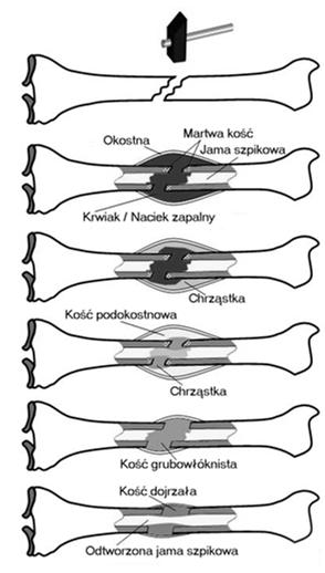 substancji międzykomórkowej błona maziowa: tkanka łączna wiotka -