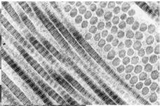 67 nm Synteza kolagenu i tworzenie włókien kolagenowych Etapy wewnątrzkomórkowe: 1.
