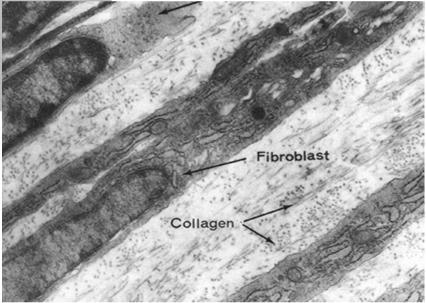 makrofagi, plazmocyty) Fibroblasty produkują składniki substancji międzykomórkowej