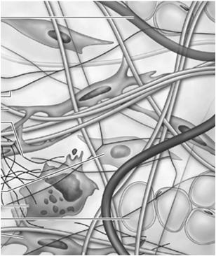 mikropęcherzyków i egzosomów koordynują funkcje komórek śródmiąższowej tkanki łącznej