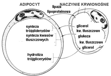 otrzewna, torebki narządów Funkcje: gromadzenie i metabolizm tłuszczów,