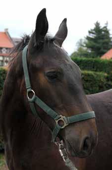klaczka AZALIA nr kat. 1 nr paszportu 616 008 67 00473 18 Data ur. 26.02.2018r. Maść zasadnicza: c.gniada Wym.